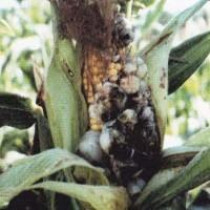 Головневые болезни кукурузы