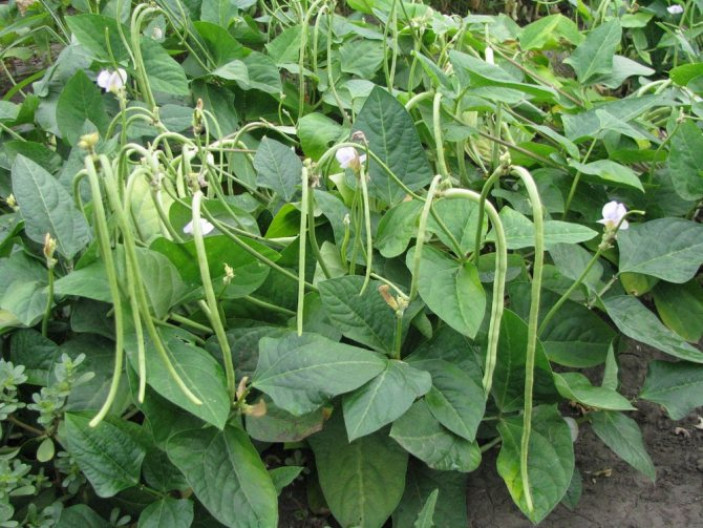 Особенности выращивания спаржевой фасоли в открытом грунте