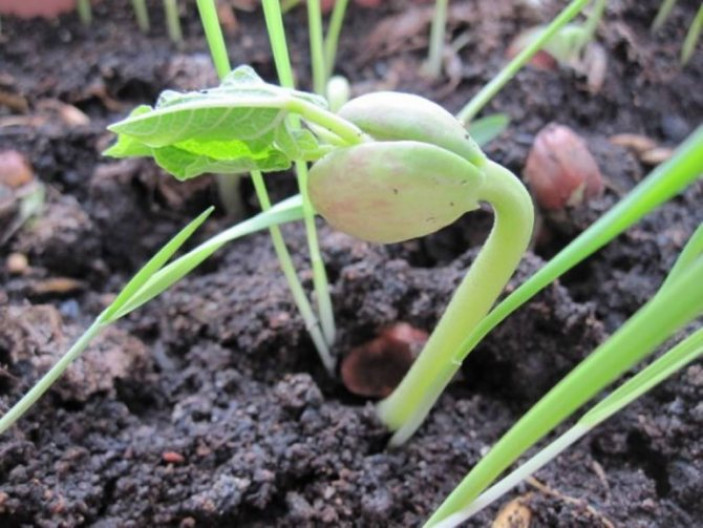 Особенности выращивания спаржевой фасоли в открытом грунте
