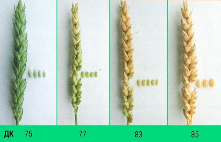 Методы определения зрелости пшеницы