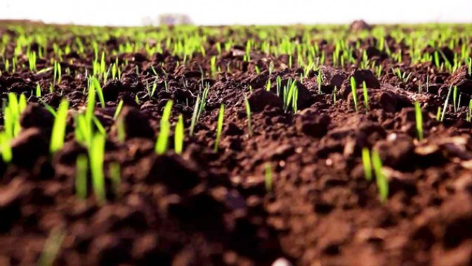 Как подготовить почву под выращивание озимой пшеницы?