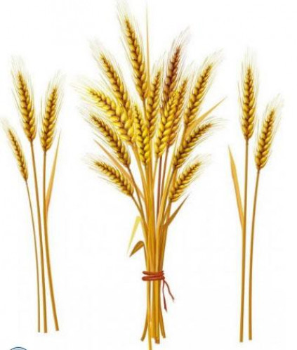 Как выглядит пшеница: ботаническая справка