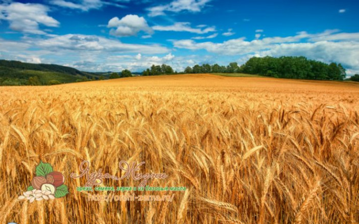 Как выглядит пшеница: ботаническая справка