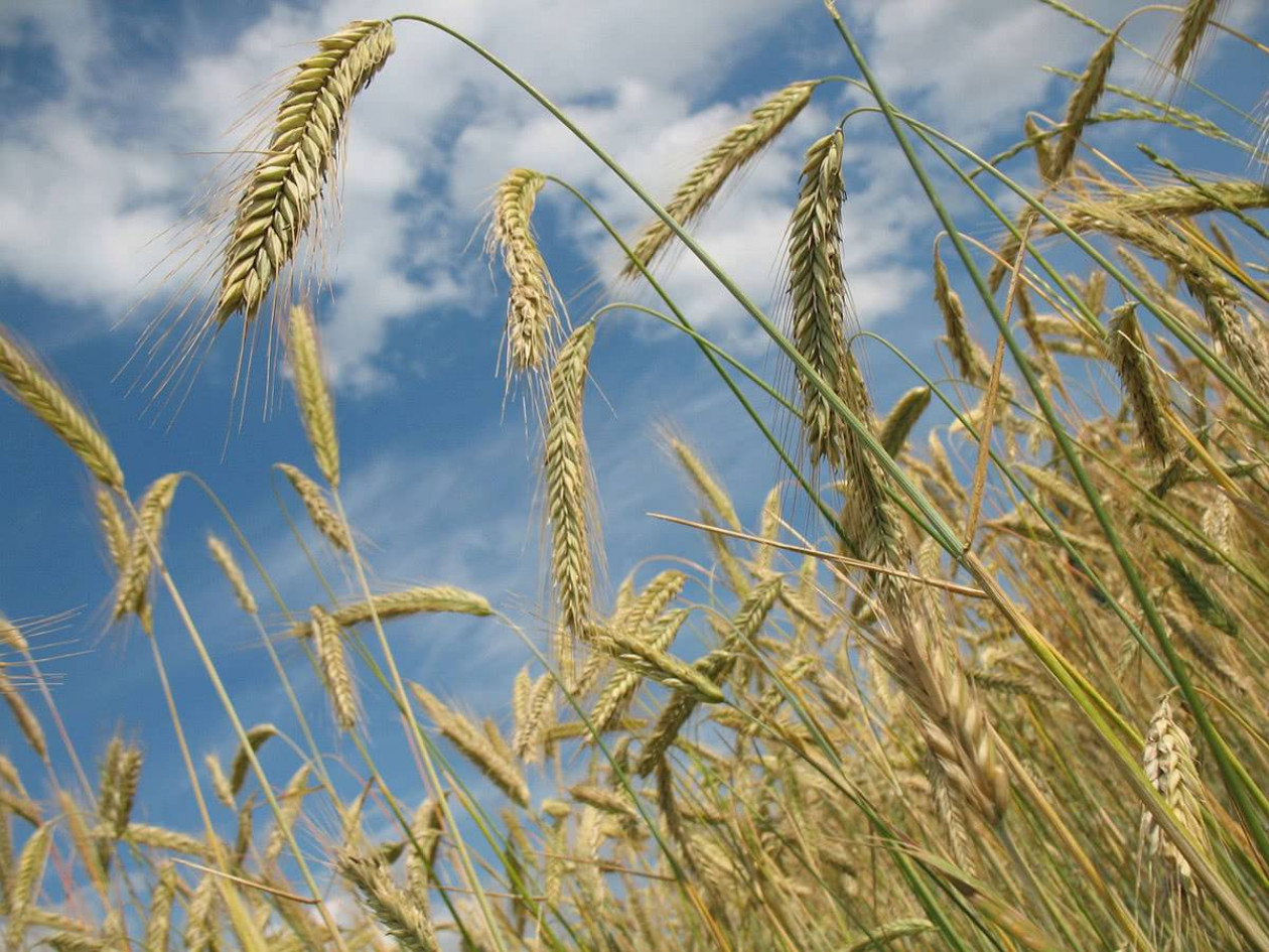 Период вегетации пшеницы