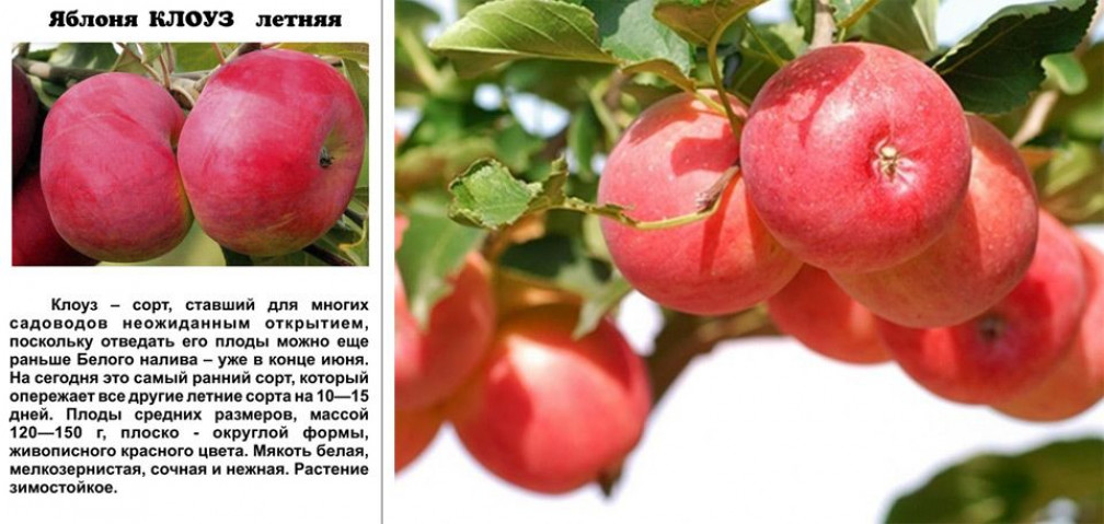 Сорта яблок, которые плодоносят летом