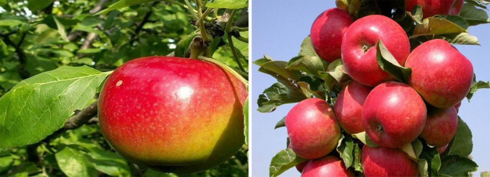 Сорта яблок, которые плодоносят летом