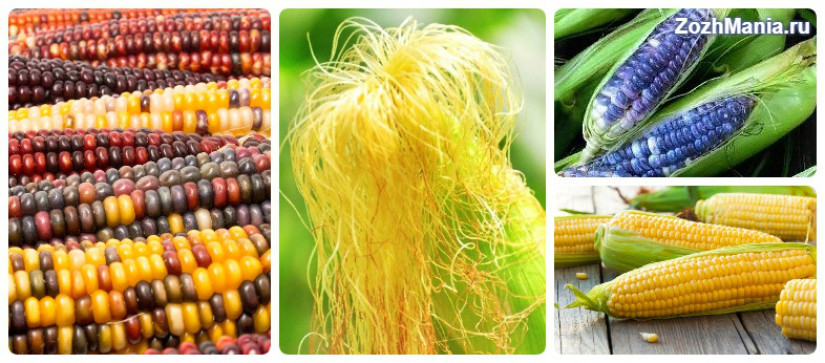 Полезна ли кукуруза для здоровья