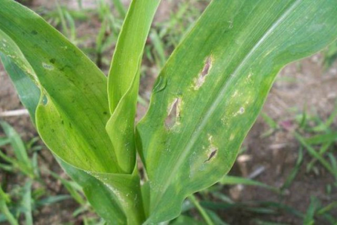 Вредители кукурузы и меры борьбы с ними