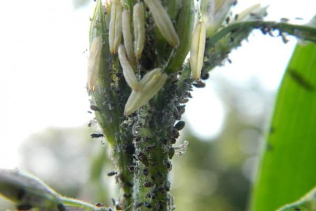 Вредители кукурузы, их признаки и меры борьбы