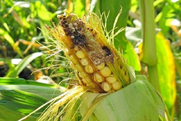 Вредители кукурузы, их признаки и меры борьбы