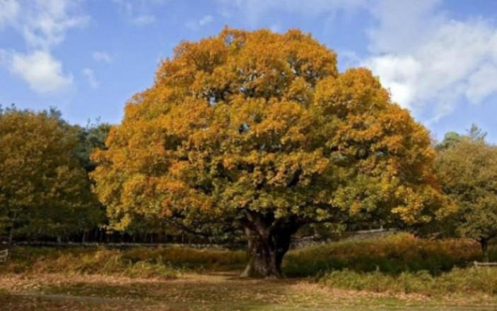 Как выглядит дуб осенью
