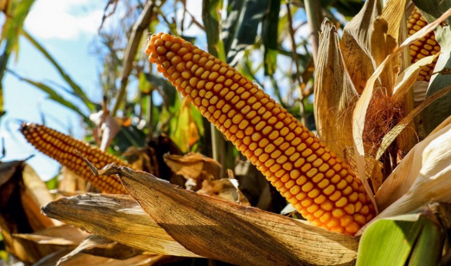 Кормовая кукуруза: можно ли есть и как отличить от пищевой?