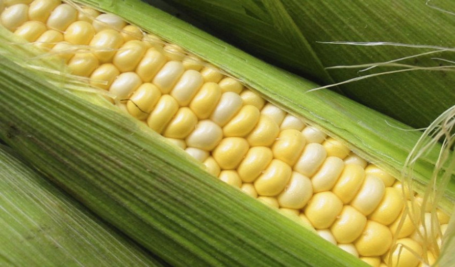 Кормовая кукуруза: можно ли есть и как отличить от пищевой?