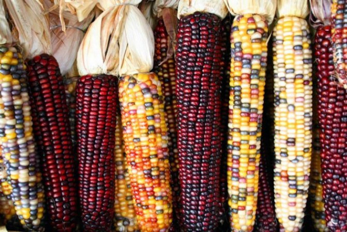 Какой выбрать сорт кукурузы для выращивания?