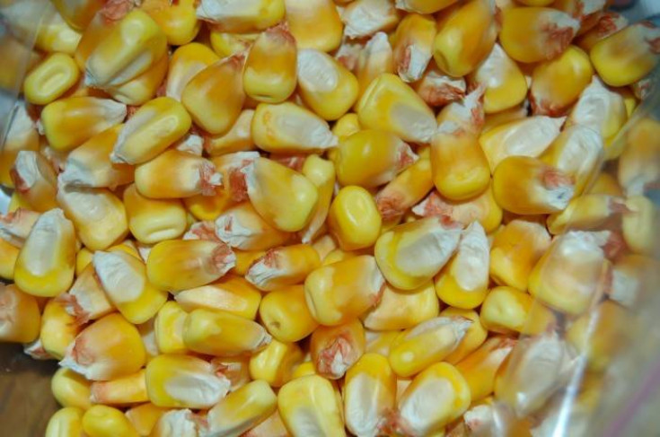 Какой выбрать сорт кукурузы для выращивания?