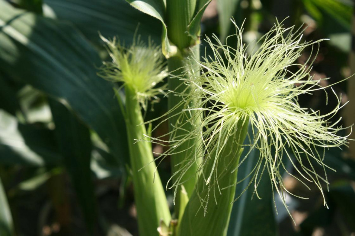 Как выращивать кукурузу: особенности ухода
