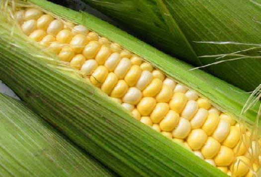 Хранение варёной кукурузы