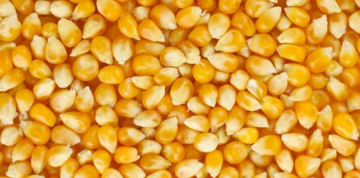 Как хранить свежую кукурузу в початках