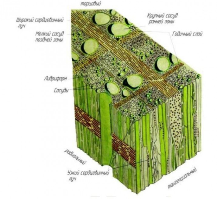 Микроскопическое строение древесины