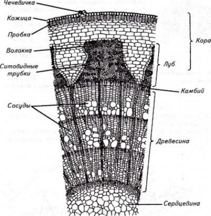Микроскопическое строение древесины