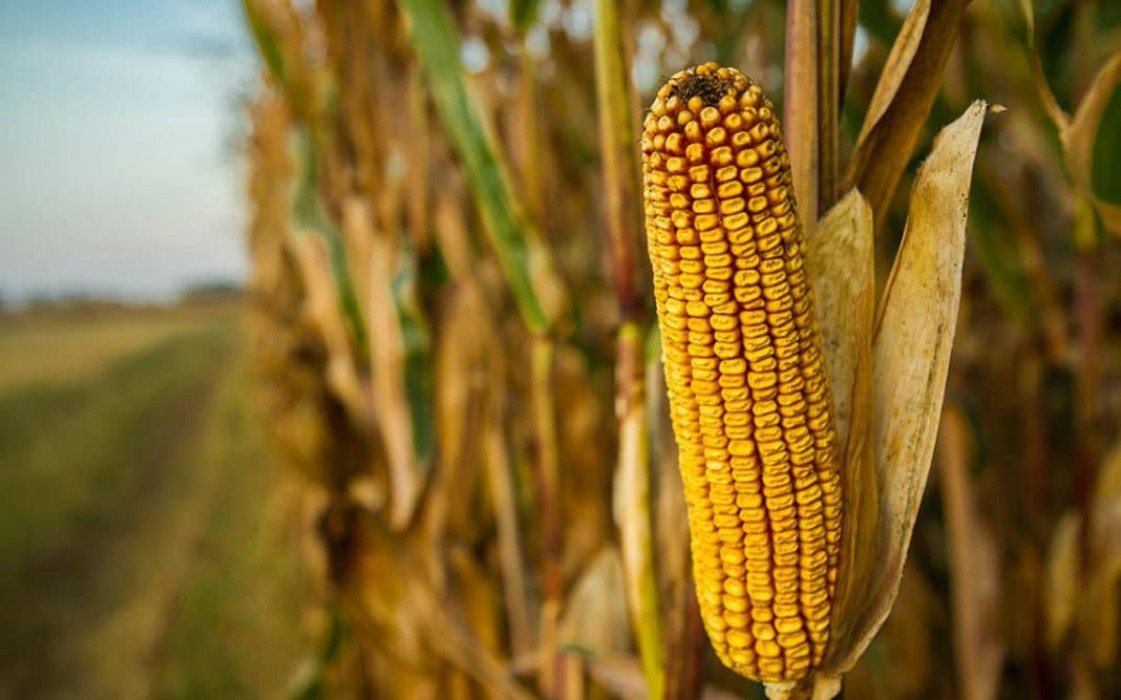 Отличительные особенности кукурузы и интересные факты
