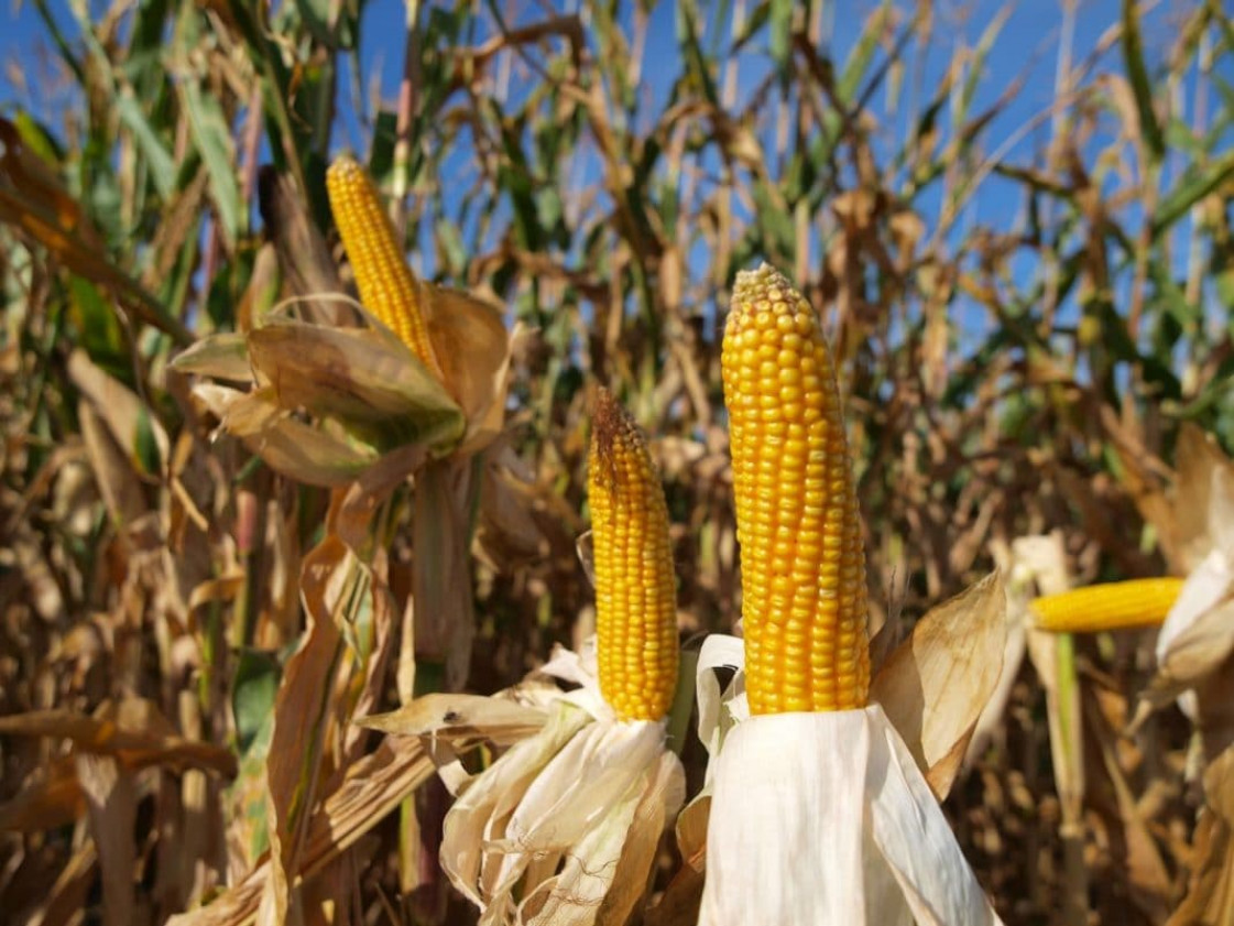 Отличительные особенности кукурузы и интересные факты