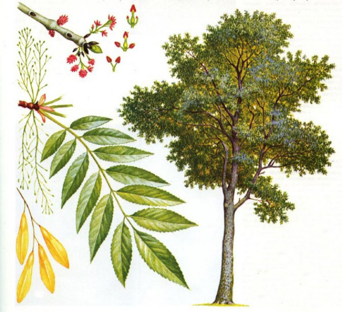Лиственные деревья