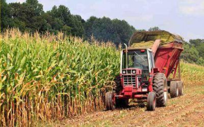 Условия выращивания кукурузы