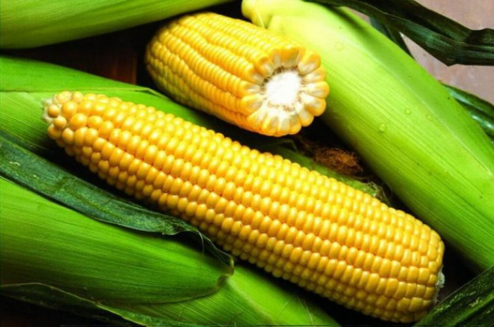 Самые лучшие сорта кукурузы с высокими вкусовыми качествами
