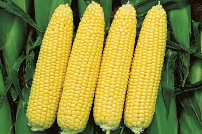 Самые лучшие сорта кукурузы с высокими вкусовыми качествами