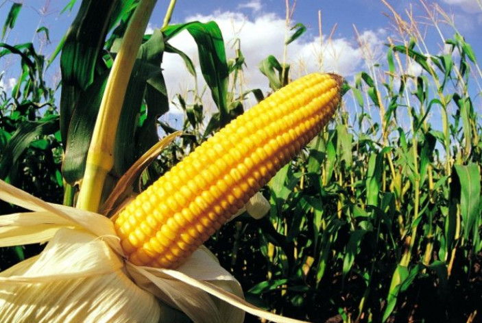 Как ухаживать за кукурузой в открытом грунте: правила выращивания
