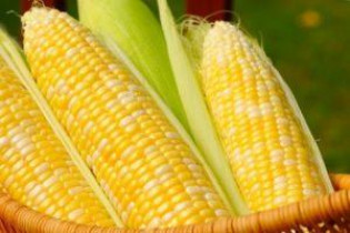 Ранняя кукуруза