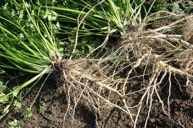 Особенности выращивания корневой петрушки